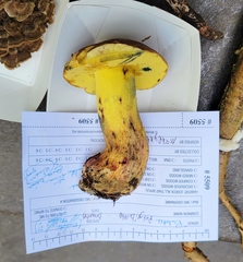 Butyriboletus brunneus