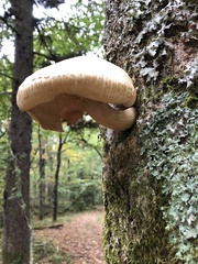 Hypsizygus