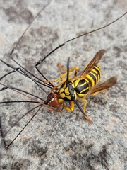 Leiobunum
