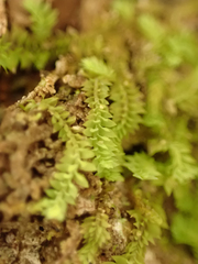 Douinia ovata