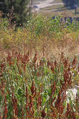 Scrophularia lanceolata