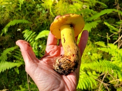 Butyriboletus brunneus