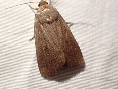 Amphipyra tragopoginis