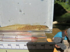 Etheostoma nigrum