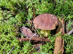 Butyriboletus brunneus