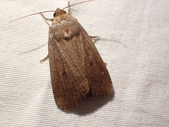 Amphipyra tragopoginis