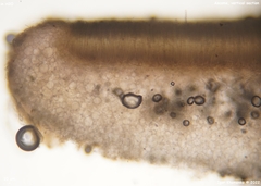 Peziza griseorosea