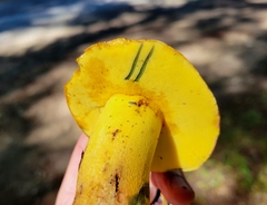 Butyriboletus brunneus