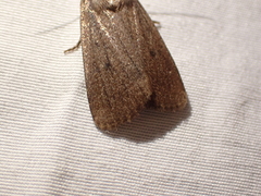 Amphipyra tragopoginis