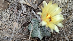 Astrophytum capricorne