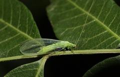 Chrysoperla pudica-group