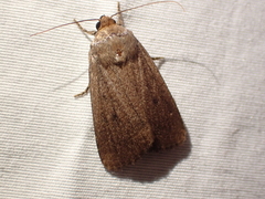 Amphipyra tragopoginis