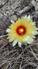 Astrophytum capricorne
