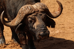 Syncerus caffer caffer