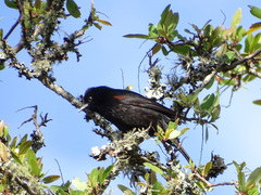 Icterus pyrrhopterus