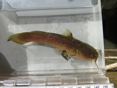 Noturus phaeus