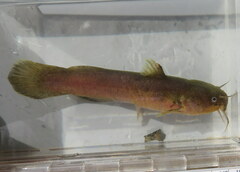 Noturus phaeus
