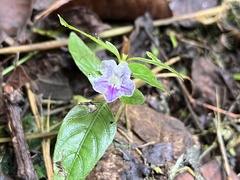 Acanthoideae
