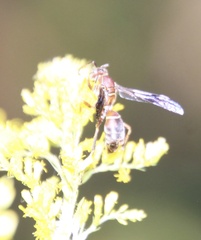 Polistes dorsalis