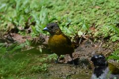 Ramphocelus passerinii