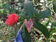 Ixora