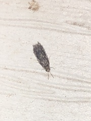 Hydroptilidae
