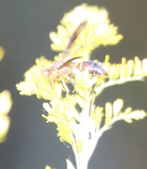 Polistes dorsalis