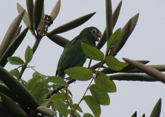 Amazona collaria