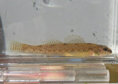Etheostoma nigrum