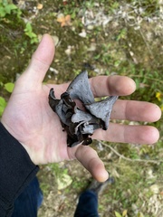 Craterellus