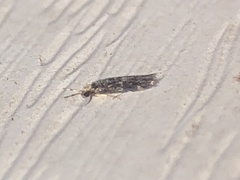 Hydroptilidae