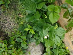 Canavalia cathartica