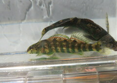 Etheostoma lynceum