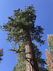 Pinus jeffreyi