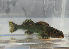 Etheostoma histrio