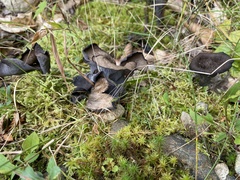 Craterellus