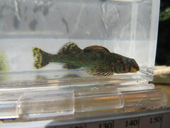 Etheostoma histrio