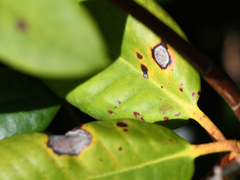 Chuppomyces handelii
