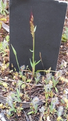 Phalaris minor