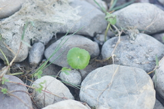 Hydrocotyle verticillata