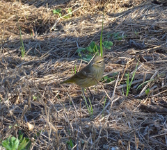 Setophaga palmarum palmarum