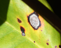 Chuppomyces handelii