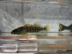Etheostoma lynceum