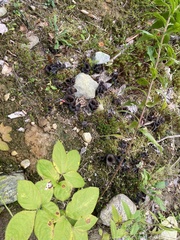 Craterellus