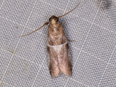 Quasisalebria atratella