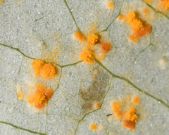 Coleosporium