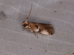 Quasisalebria atratella