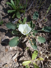Calystegia subacaulis