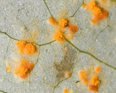 Coleosporium