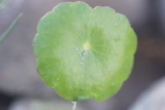 Hydrocotyle verticillata